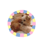 わんこinわんこ（個別スタンプ：26）