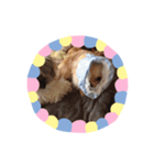 わんこinわんこ（個別スタンプ：27）