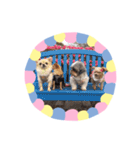 わんこinわんこ（個別スタンプ：30）