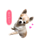 Loveの日常（個別スタンプ：5）