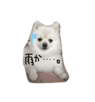 チャック＆ブレア2（個別スタンプ：6）