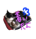 のりおひぐち（個別スタンプ：12）