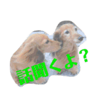 日常stamp‼︎（個別スタンプ：37）