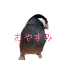 鳥は可愛いよ（個別スタンプ：2）
