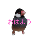 鳥は可愛いよ（個別スタンプ：3）
