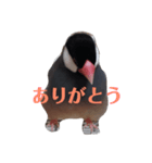 鳥は可愛いよ（個別スタンプ：4）