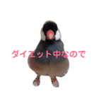 鳥は可愛いよ（個別スタンプ：5）