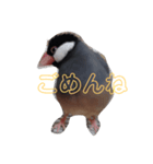 鳥は可愛いよ（個別スタンプ：6）