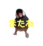 鳥は可愛いよ（個別スタンプ：8）