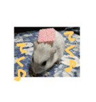 かわいいハムちゃんのちびところん（個別スタンプ：2）