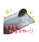 かわいいハムちゃんのちびところん（個別スタンプ：5）