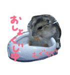 かわいいハムちゃんのちびところん（個別スタンプ：11）