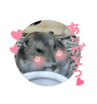 かわいいハムちゃんのちびところん（個別スタンプ：13）