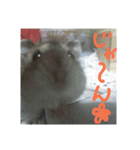 かわいいハムちゃんのちびところん（個別スタンプ：16）