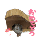 かわいいハムちゃんのちびところん（個別スタンプ：19）