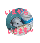 かわいいハムちゃんのちびところん（個別スタンプ：24）