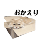 こなただよ（個別スタンプ：4）