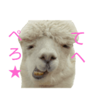 アルパカ達の声（個別スタンプ：3）