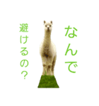 アルパカ達の声（個別スタンプ：5）