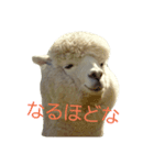 アルパカ達の声（個別スタンプ：6）
