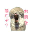 アルパカ達の声（個別スタンプ：7）