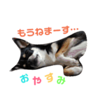 黒チワワcocoちゃんの毎日（個別スタンプ：3）