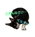 黒チワワcocoちゃんの毎日（個別スタンプ：4）