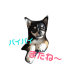 黒チワワcocoちゃんの毎日（個別スタンプ：9）