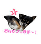 黒チワワcocoちゃんの毎日（個別スタンプ：12）