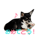 黒チワワcocoちゃんの毎日（個別スタンプ：13）