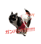 黒チワワcocoちゃんの毎日（個別スタンプ：19）