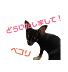 黒チワワcocoちゃんの毎日（個別スタンプ：20）