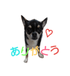 黒チワワcocoちゃんの毎日（個別スタンプ：21）