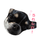 黒チワワcocoちゃんの毎日（個別スタンプ：23）