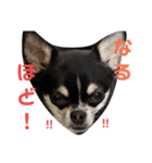 黒チワワcocoちゃんの毎日（個別スタンプ：26）