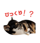 黒チワワcocoちゃんの毎日（個別スタンプ：31）