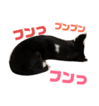 黒チワワcocoちゃんの毎日（個別スタンプ：35）
