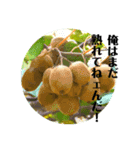 クセがすごいキウイ（個別スタンプ：10）