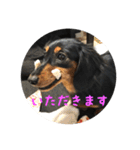 愛犬の挨拶 5（個別スタンプ：1）