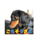 愛犬の挨拶 5（個別スタンプ：3）