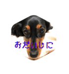 愛犬の挨拶 5（個別スタンプ：7）