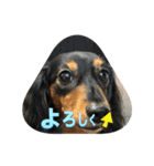 愛犬の挨拶 5（個別スタンプ：8）