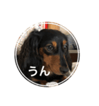 愛犬の挨拶 5（個別スタンプ：13）