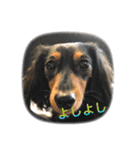 愛犬の挨拶 5（個別スタンプ：14）