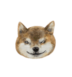 柴犬と三毛（個別スタンプ：6）