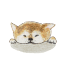 柴犬と三毛（個別スタンプ：8）