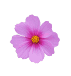 ポンッとするだけflowers（個別スタンプ：1）