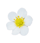 ポンッとするだけflowers（個別スタンプ：2）
