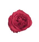 ポンッとするだけflowers（個別スタンプ：3）