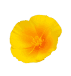 ポンッとするだけflowers（個別スタンプ：5）